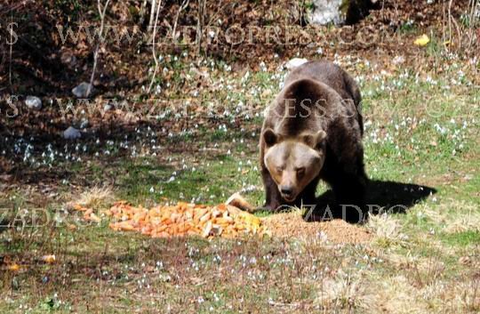 orso abele 1